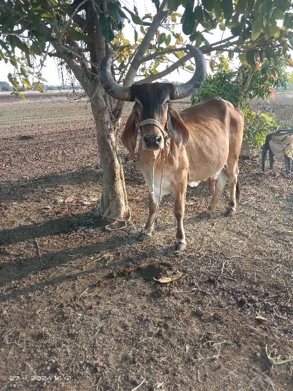 ગા ય ભેસ બંને વ...