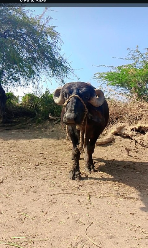 વેશવાનીશે