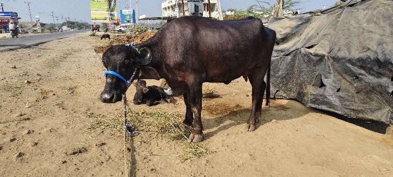 પેલું વેટર વિયલ...