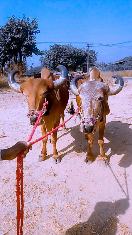 કિંમત ₹ 25,000