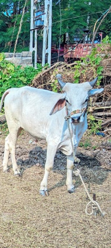 સાટા કરવાના છે