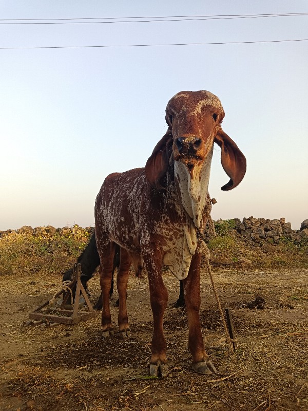 સારી ભાવનગર લાઇ...