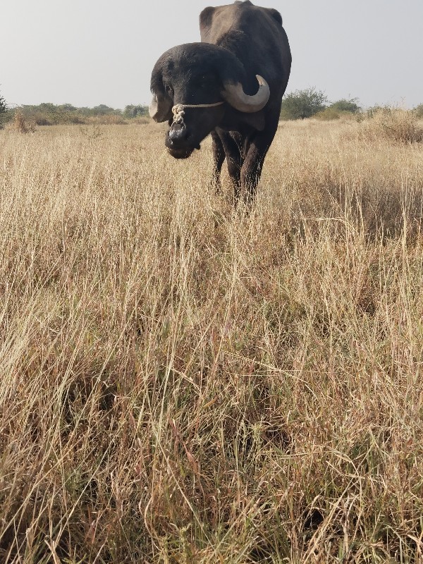 પાડો વેચવાનો છે