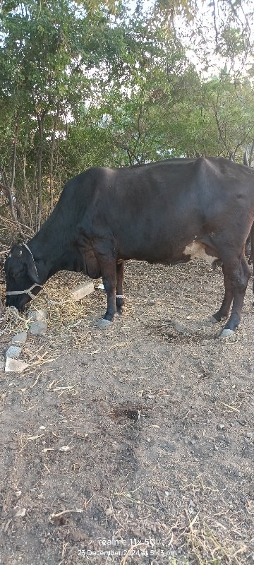 ગીર ક્રૌશ ગાય વ...