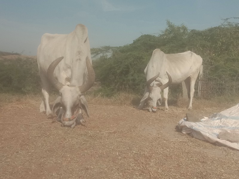 બડધવેચવાનાછે