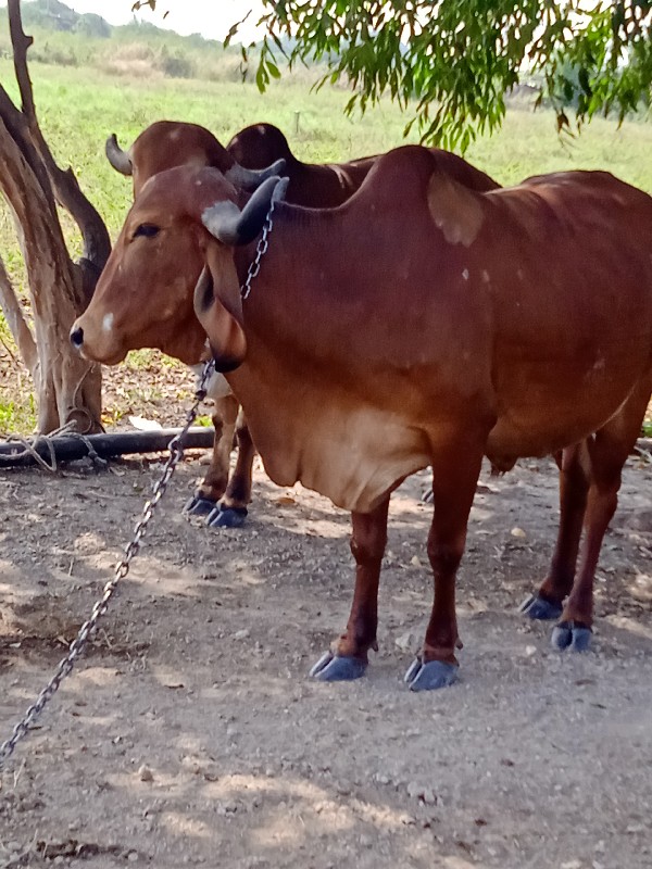 ગિર ગાય