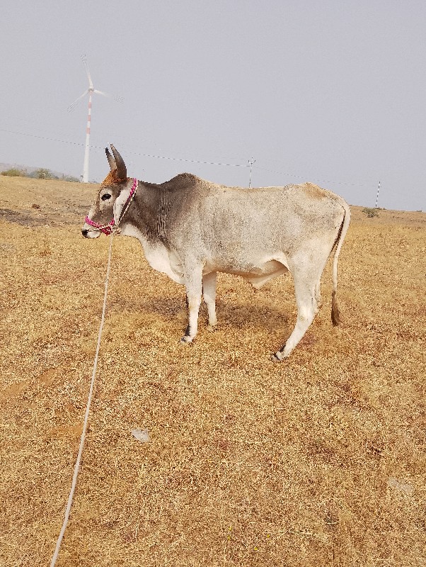 એક વાવણીનો છે ટ...