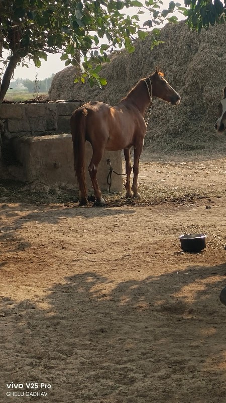 ઘોડી વેચવાની છે...