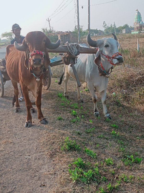 એક વાવણી કરેલ ભ...