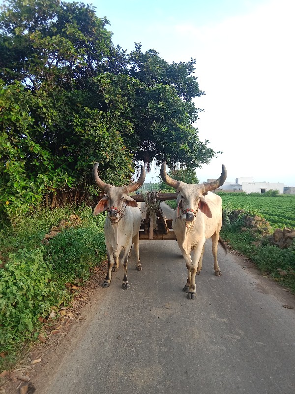 ગોડલા વેચવાના છ...