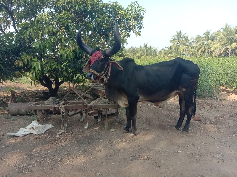 બડદ.વેસવાનોછે