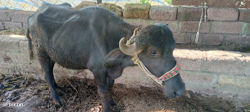 ખળેલી વેચવાની છ...