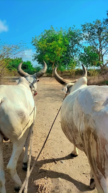 આપવાના