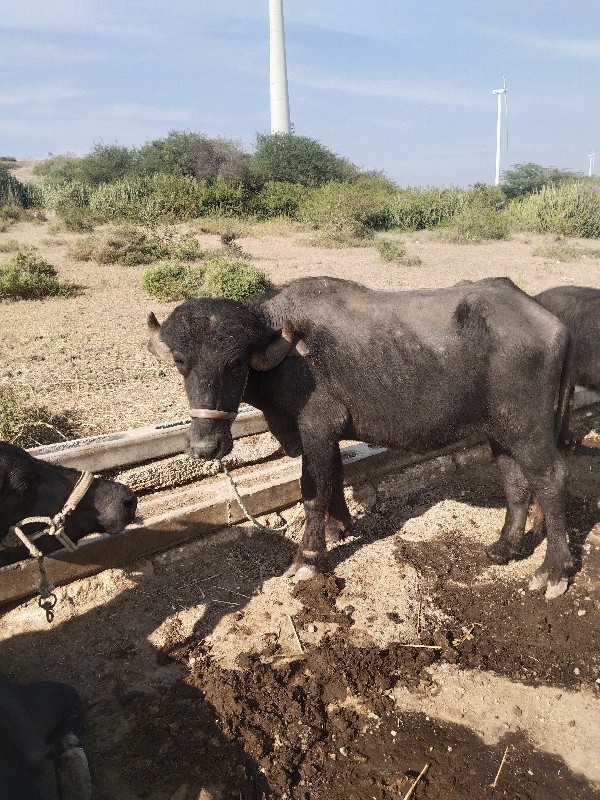 ખળેલી સામે હાટુ...