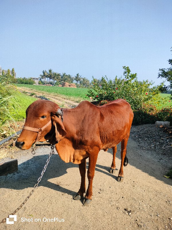 વાછડી વેચવાની છ...