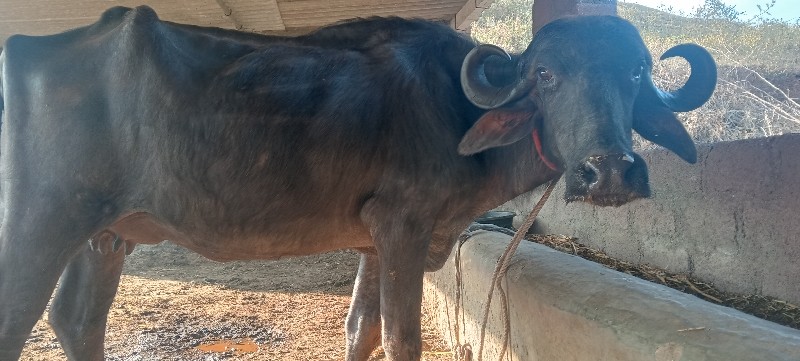 પેલું વેતર ખડેલ...