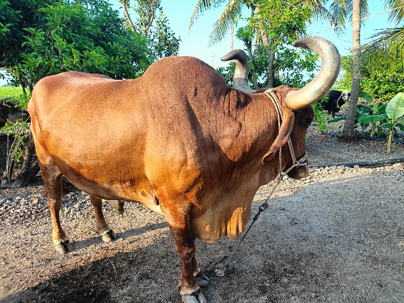 બળદ વેચવાના છે