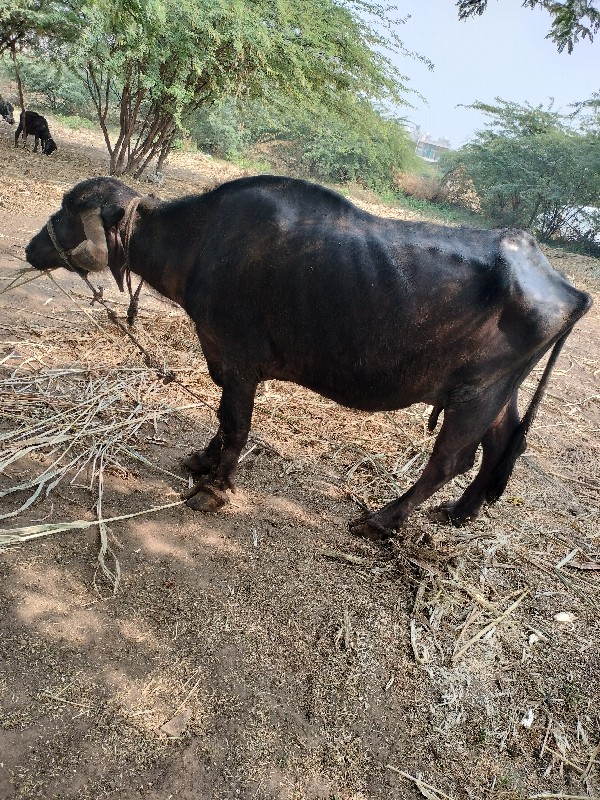 ભેંસ વેચવાની છે