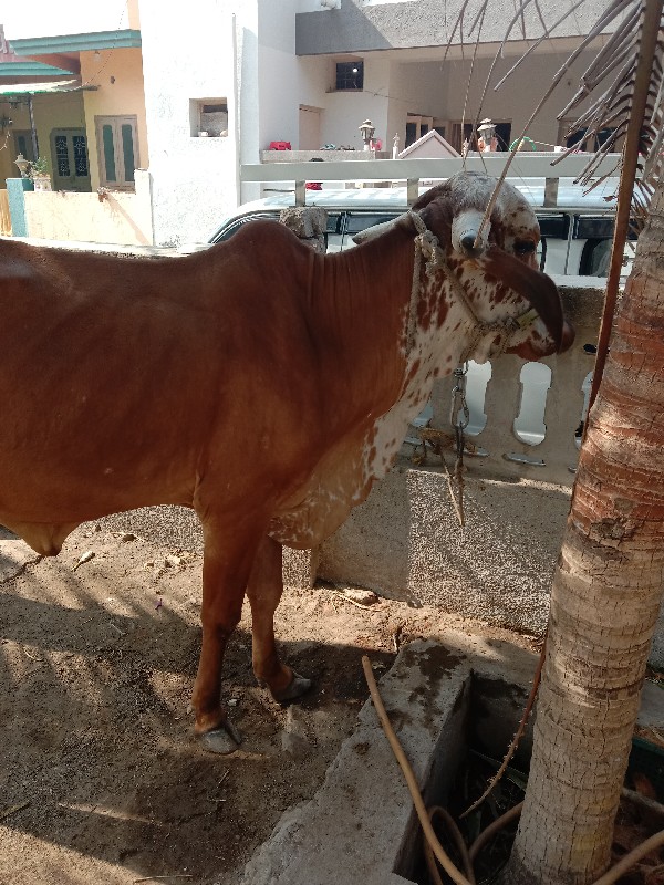 ગીર ગાય વેચવાની...