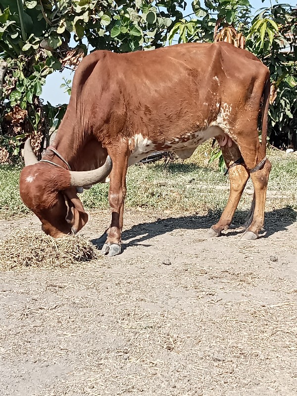 2 ગીર ગાય વેચવા...