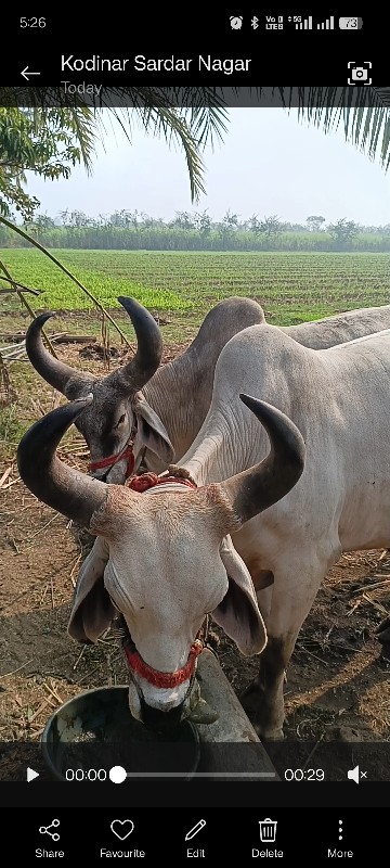 બળદ વેચવાના છે