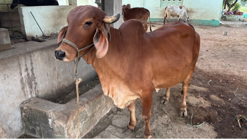 ગાય વેસવાની છે