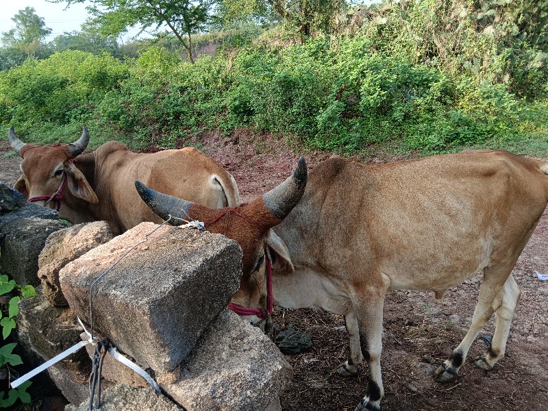 બળદ વેચવા ના છે