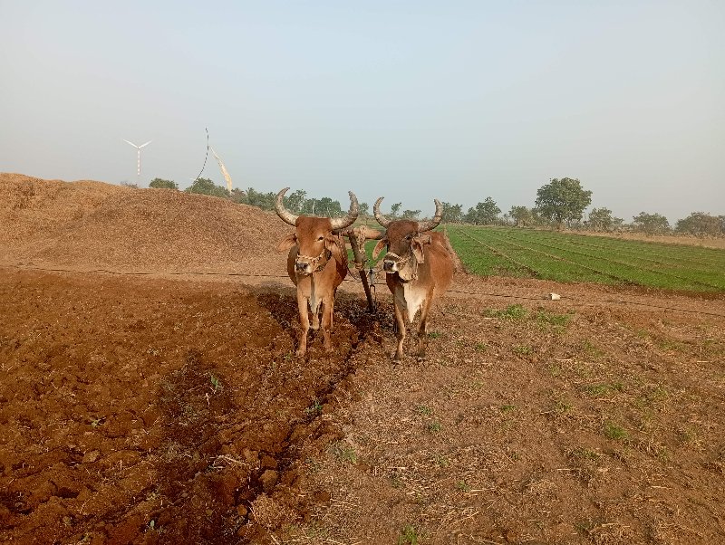 બળદ ‌ દેવા ના છ...