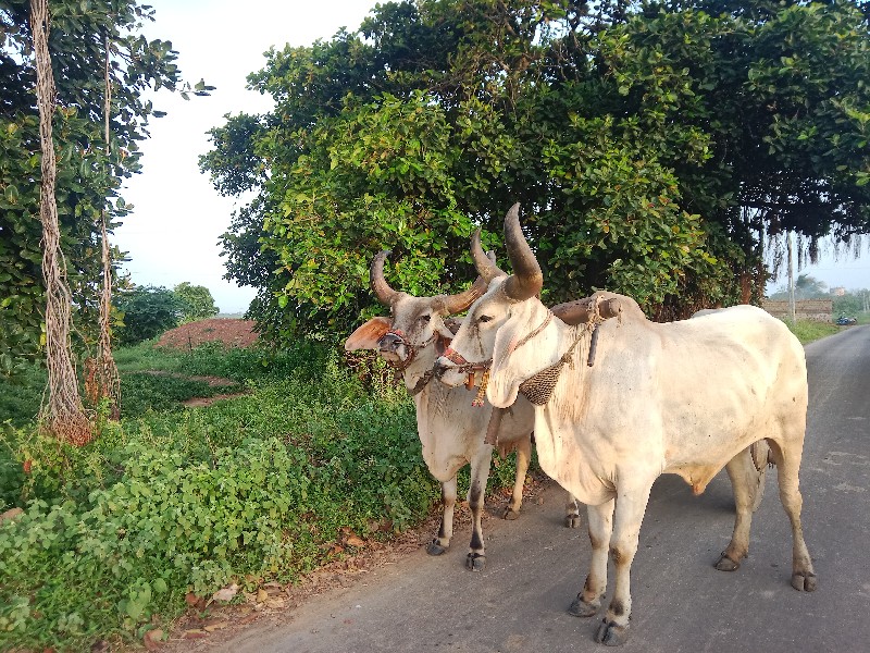 ગોડલા વેચવાના છ...