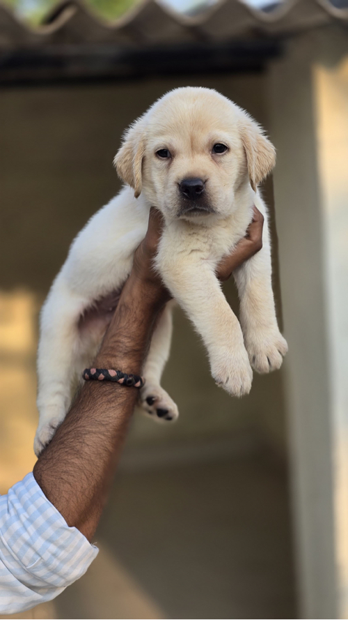 Labrador Puppys