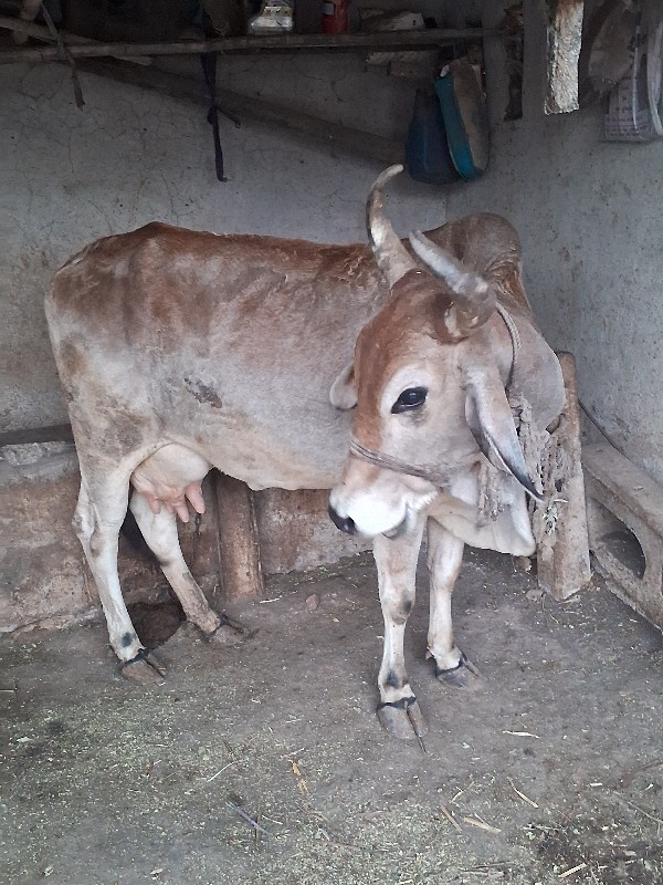 ગાય વેચવા ની છે...