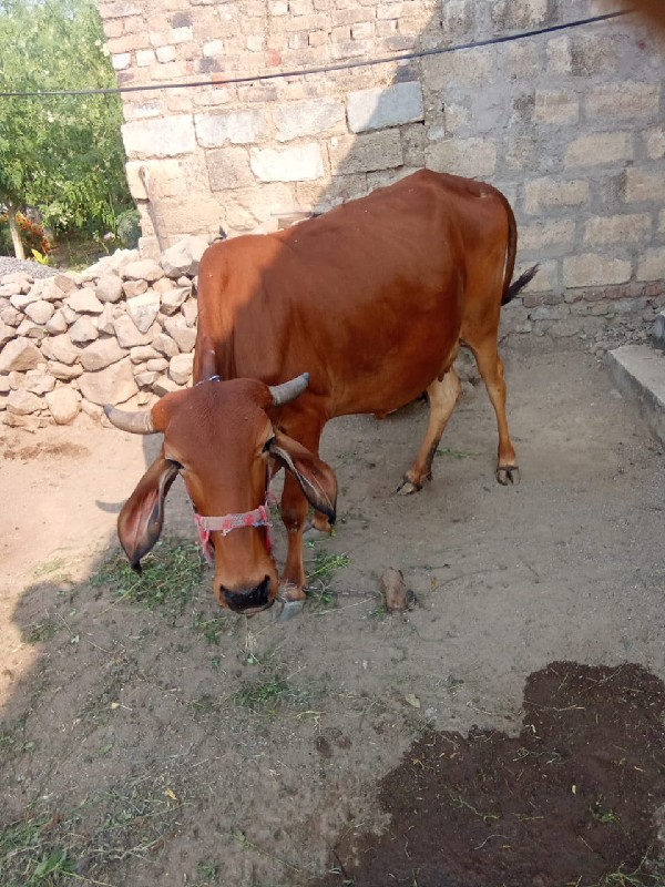 ગાય ગીર