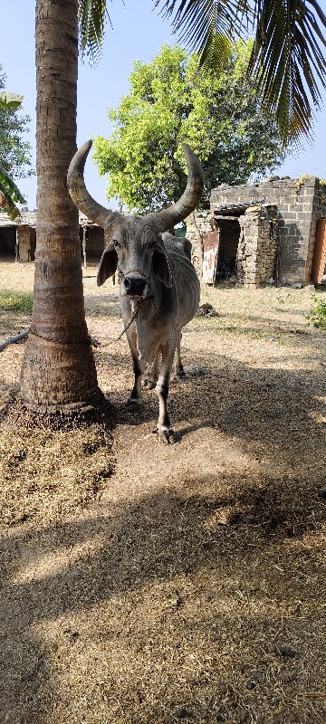 બ‌ળધ વેચવાના છે