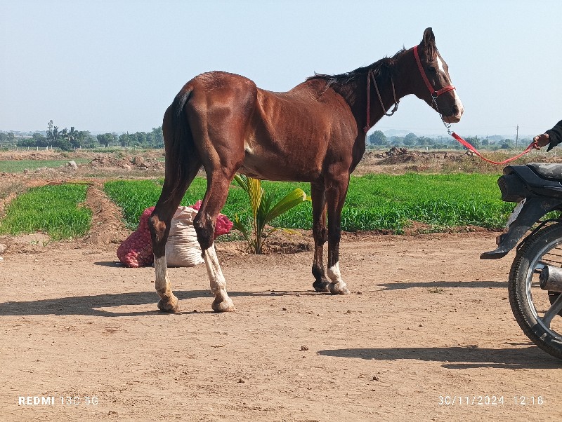 ઘોડી