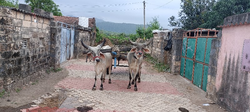 ગોઢલા વેચવાનાછે