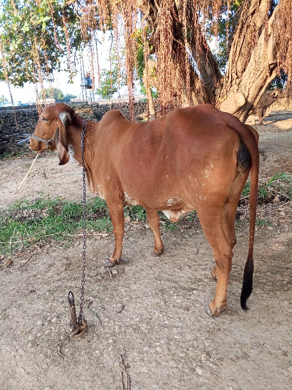 ગાય વેચવાની છે