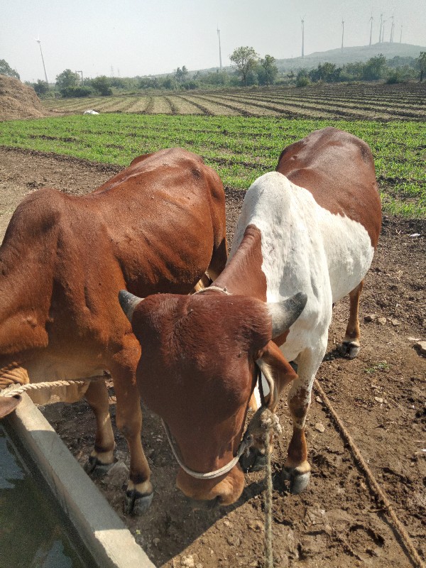 વાસડી વેચવાની છ...