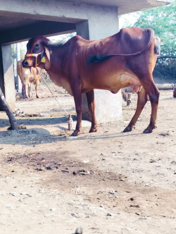 ગાય દેવાનિછે