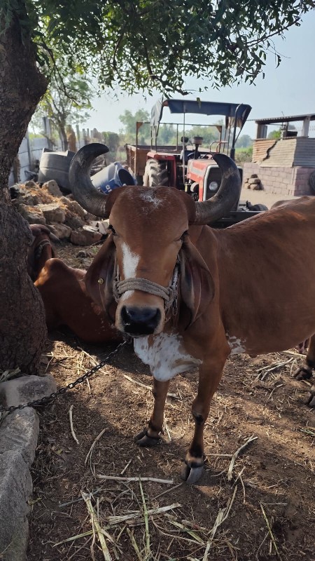 ગાય વેચવાની છે