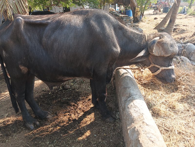 પાડો વેચવાનો છે