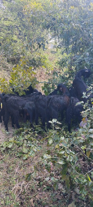 17 बकरा वेसवाना...