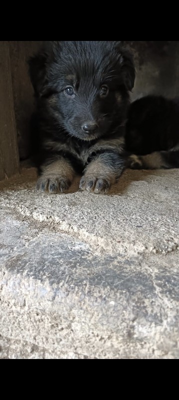 German male pup...