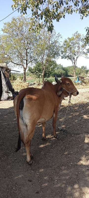 ગાય વેચવાની છે