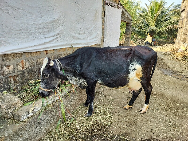 એસ. એફ ગાય વેચવ...