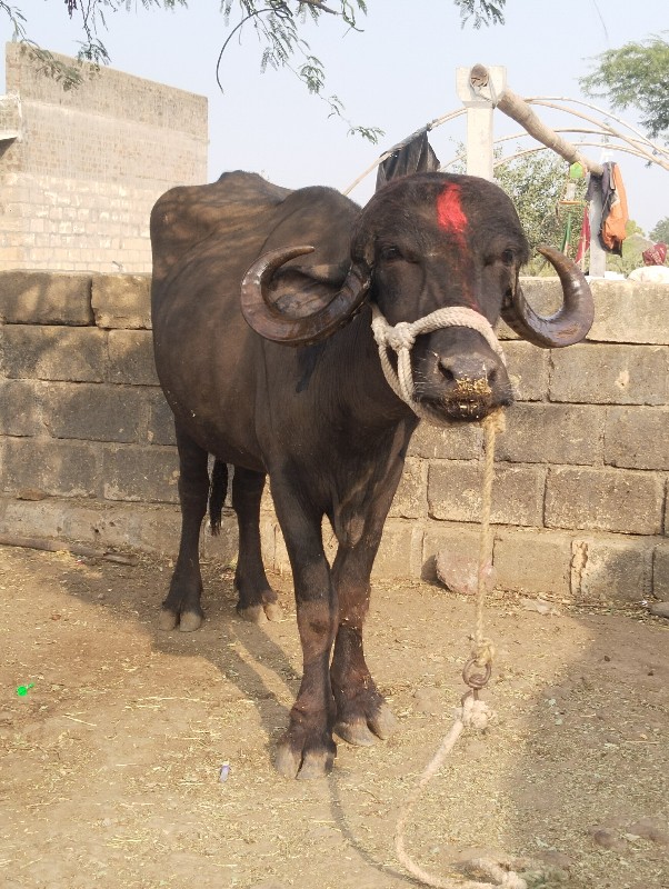 ખળેલી વેચવાની છ...