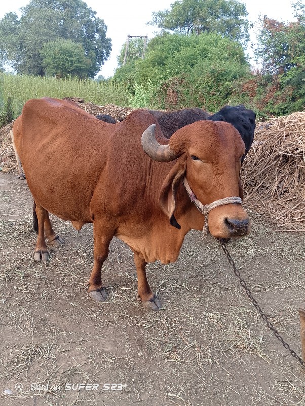 desi gir cow