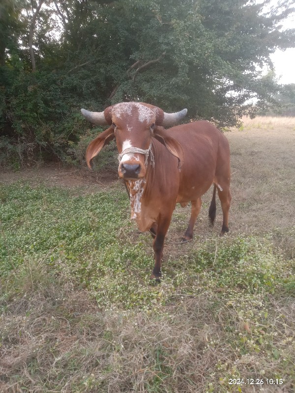 હોડકી વેચવાની છ...