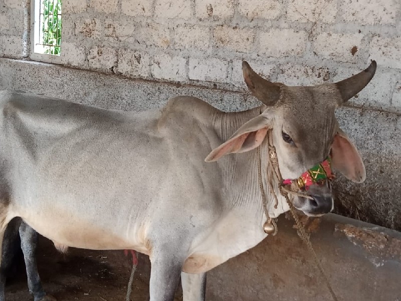 ગોઢલા