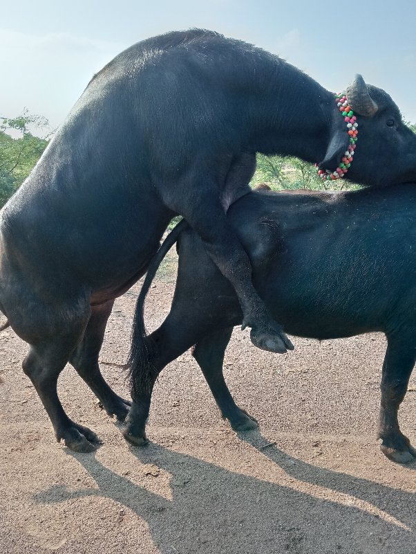 બે દાંતે થયો