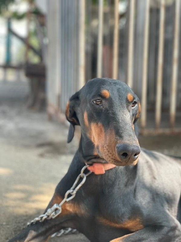 Doberman